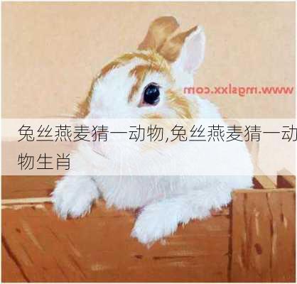 兔丝燕麦猜一动物,兔丝燕麦猜一动物生肖