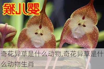 奇花异草是什么动物,奇花异草是什么动物生肖