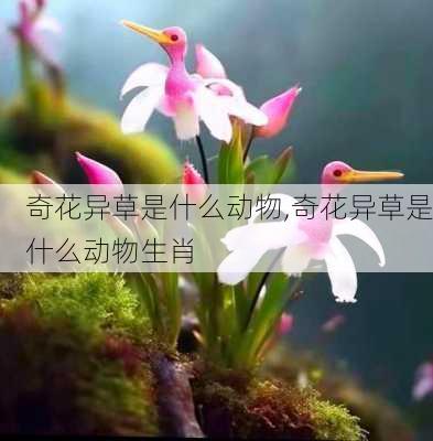 奇花异草是什么动物,奇花异草是什么动物生肖