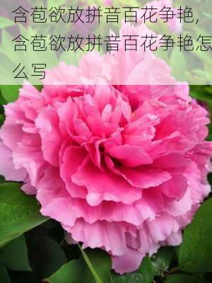 含苞欲放拼音百花争艳,含苞欲放拼音百花争艳怎么写