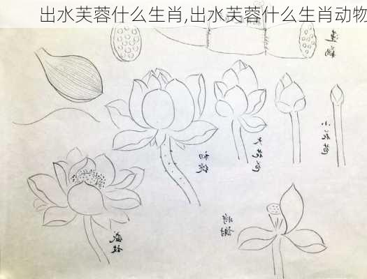 出水芙蓉什么生肖,出水芙蓉什么生肖动物