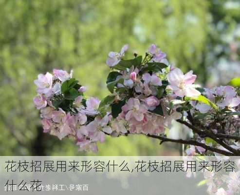 花枝招展用来形容什么,花枝招展用来形容什么花