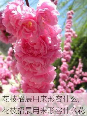 花枝招展用来形容什么,花枝招展用来形容什么花