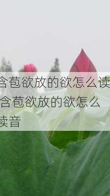 含苞欲放的欲怎么读,含苞欲放的欲怎么读音