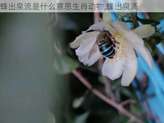 蜂出泉流是什么意思生肖动物,蜂出泉涌