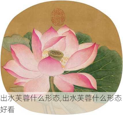 出水芙蓉什么形态,出水芙蓉什么形态好看