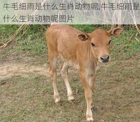 牛毛细雨是什么生肖动物呢,牛毛细雨是什么生肖动物呢图片