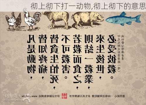 彻上彻下打一动物,彻上彻下的意思