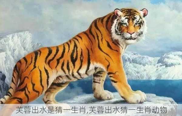 芙蓉出水是猜一生肖,芙蓉出水猜一生肖动物