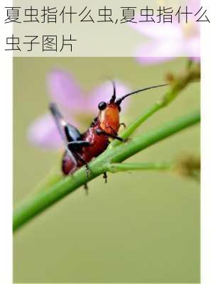 夏虫指什么虫,夏虫指什么虫子图片