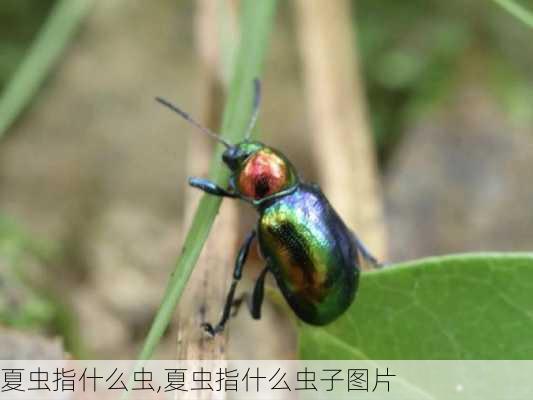 夏虫指什么虫,夏虫指什么虫子图片