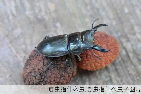 夏虫指什么虫,夏虫指什么虫子图片