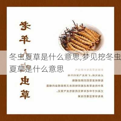 冬虫夏草是什么意思,梦见挖冬虫夏草是什么意思