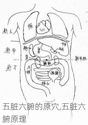 五脏六腑的原穴,五脏六腑原理