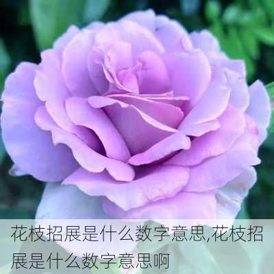 花枝招展是什么数字意思,花枝招展是什么数字意思啊