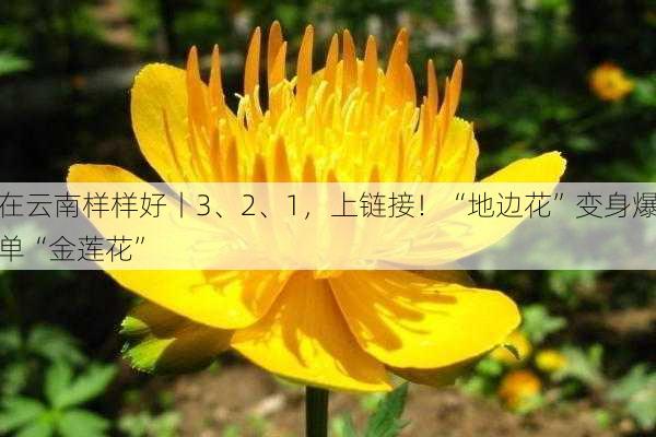 在云南样样好丨3、2、1，上链接！“地边花”变身爆单“金莲花”