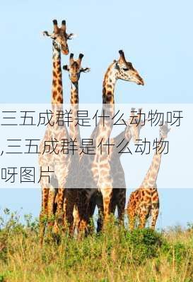 三五成群是什么动物呀,三五成群是什么动物呀图片