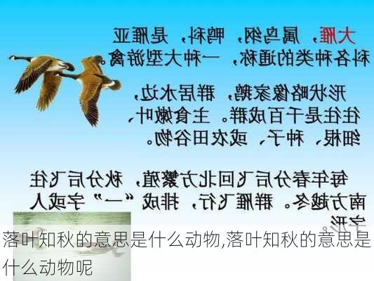 落叶知秋的意思是什么动物,落叶知秋的意思是什么动物呢