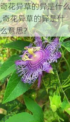 奇花异草的异是什么,奇花异草的异是什么意思?