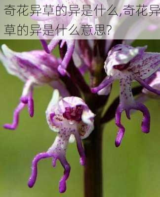 奇花异草的异是什么,奇花异草的异是什么意思?