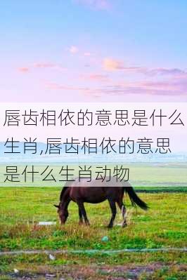 唇齿相依的意思是什么生肖,唇齿相依的意思是什么生肖动物