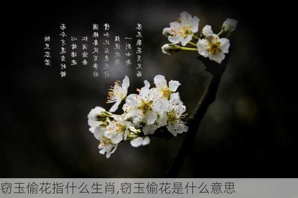 窃玉偷花指什么生肖,窃玉偷花是什么意思