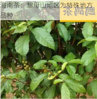 海南茶：黎母山地区为特殊地方品种