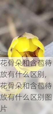 花骨朵和含苞待放有什么区别,花骨朵和含苞待放有什么区别图片