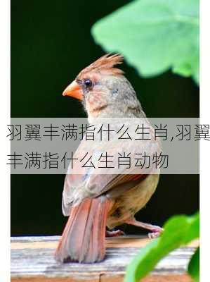 羽翼丰满指什么生肖,羽翼丰满指什么生肖动物