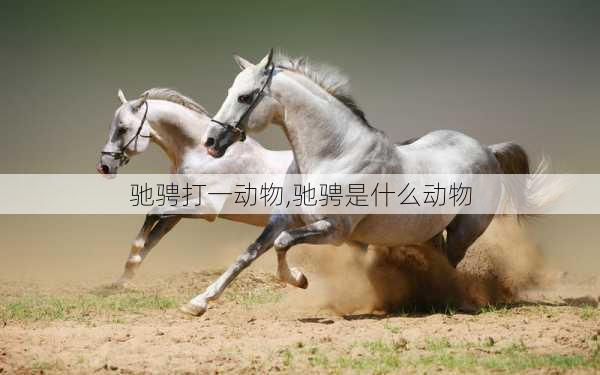 驰骋打一动物,驰骋是什么动物