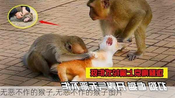 无恶不作的猴子,无恶不作的猴子图片