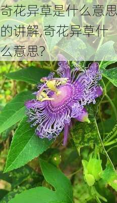 奇花异草是什么意思的讲解,奇花异草什么意思?