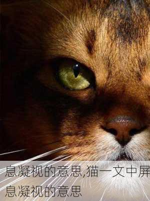 息凝视的意思,猫一文中屏息凝视的意思