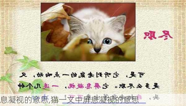 息凝视的意思,猫一文中屏息凝视的意思