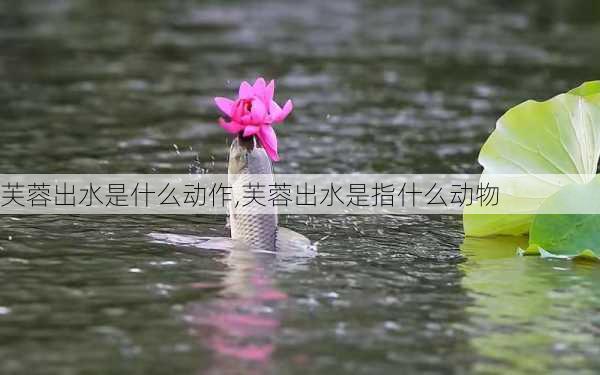 芙蓉出水是什么动作,芙蓉出水是指什么动物