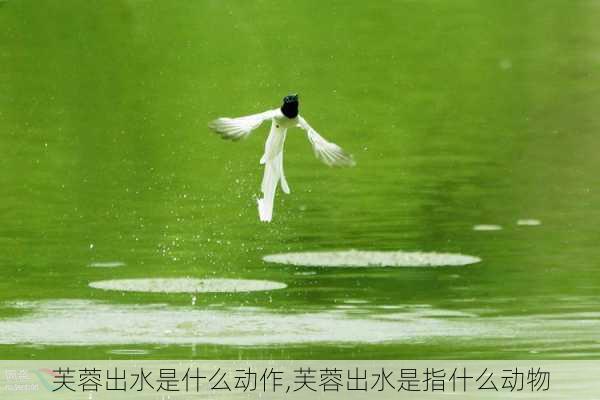 芙蓉出水是什么动作,芙蓉出水是指什么动物