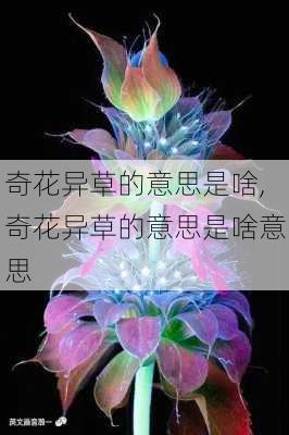 奇花异草的意思是啥,奇花异草的意思是啥意思