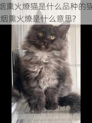 烟熏火燎猫是什么品种的猫,烟熏火燎是什么意思?