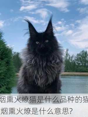 烟熏火燎猫是什么品种的猫,烟熏火燎是什么意思?