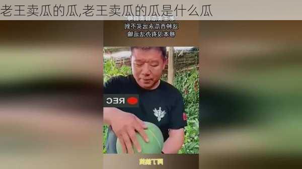 老王卖瓜的瓜,老王卖瓜的瓜是什么瓜