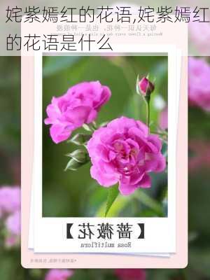 姹紫嫣红的花语,姹紫嫣红的花语是什么