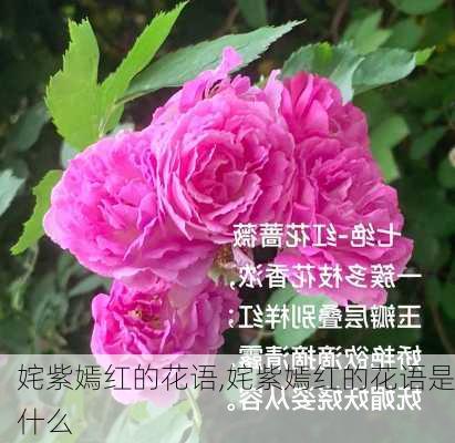 姹紫嫣红的花语,姹紫嫣红的花语是什么