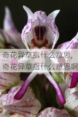 奇花异草指什么意思,奇花异草指什么意思啊