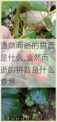 溘然而逝的拼音是什么,溘然而逝的拼音是什么意思