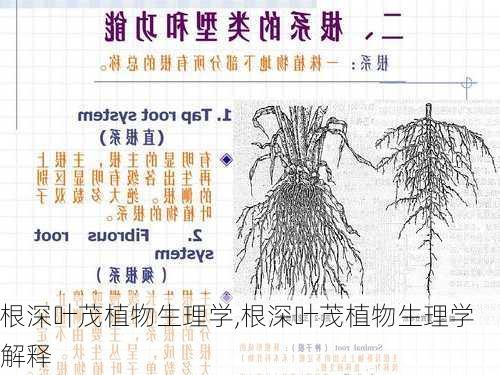 根深叶茂植物生理学,根深叶茂植物生理学解释