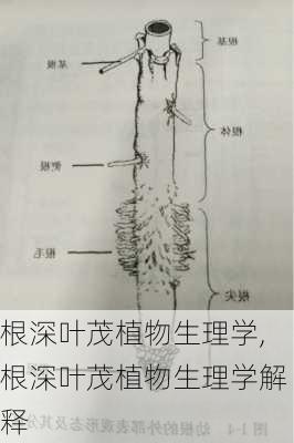 根深叶茂植物生理学,根深叶茂植物生理学解释