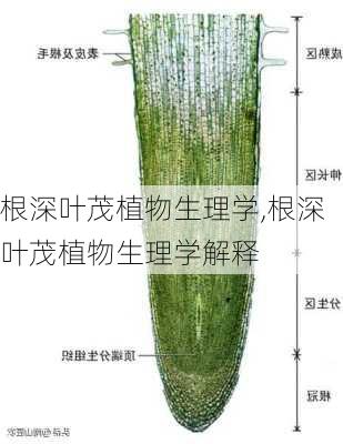 根深叶茂植物生理学,根深叶茂植物生理学解释