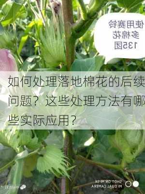 如何处理落地棉花的后续问题？这些处理方法有哪些实际应用？