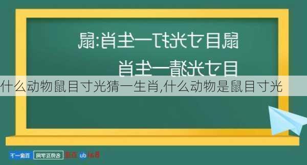 什么动物鼠目寸光猜一生肖,什么动物是鼠目寸光