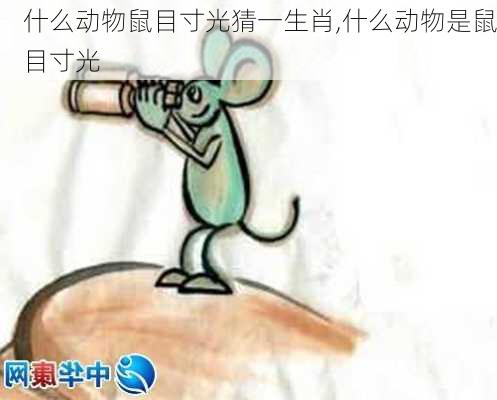 什么动物鼠目寸光猜一生肖,什么动物是鼠目寸光